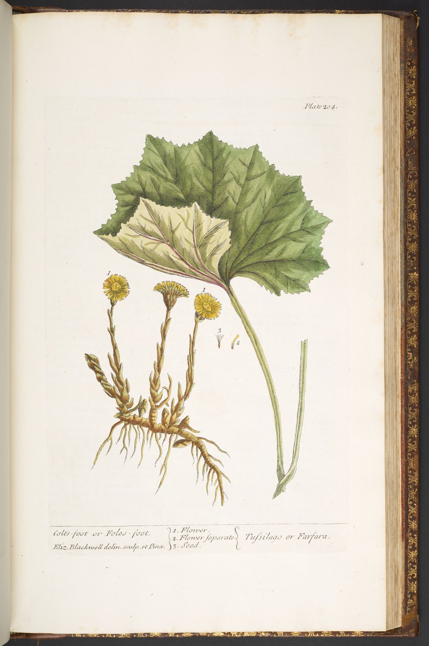 Tallerken 204, fra 