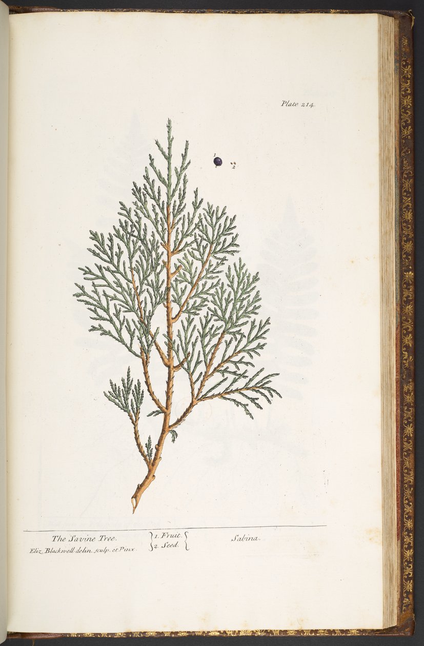 Tallerken 214, fra 'A Curious Herbal' av Elizabeth Blackwell