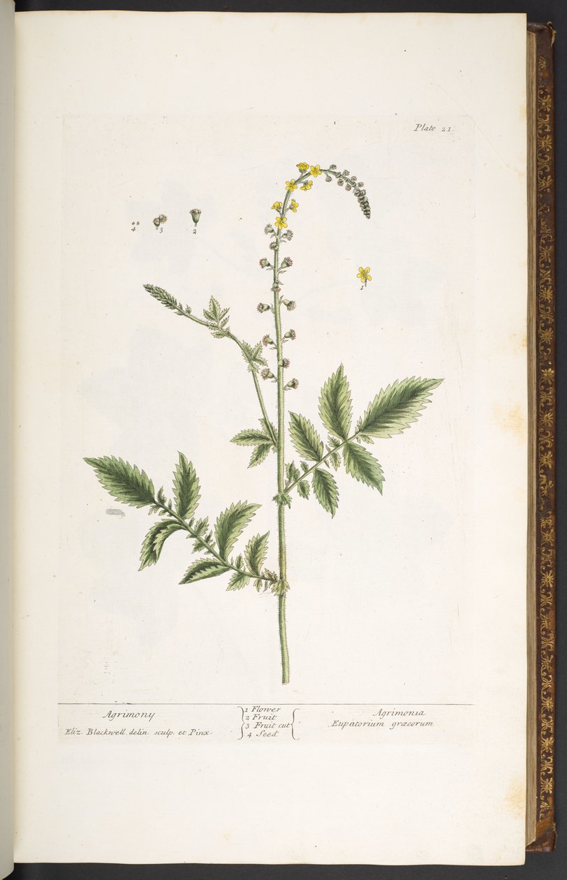 Tallerken 21, Agrimony, fra 'A Curious Herbal' av Elizabeth Blackwell
