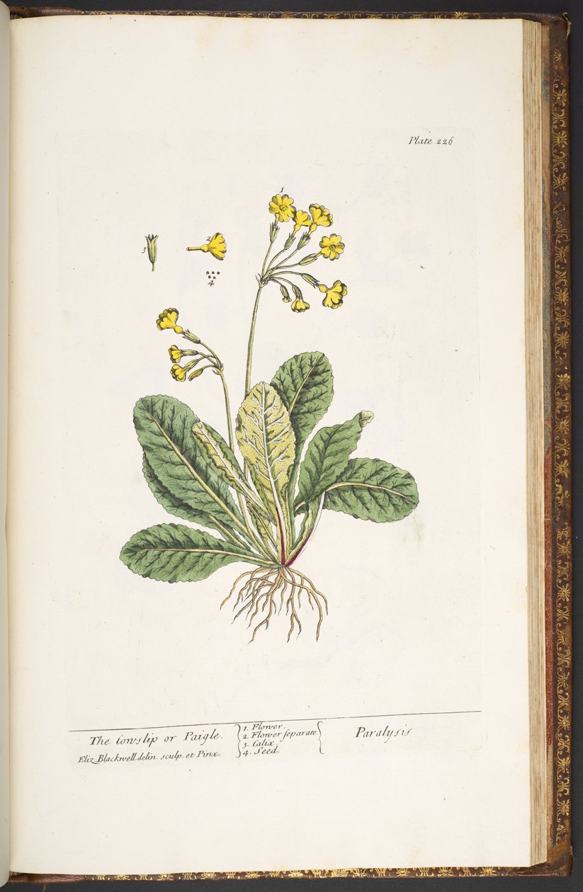 Tallerken 226, fra 