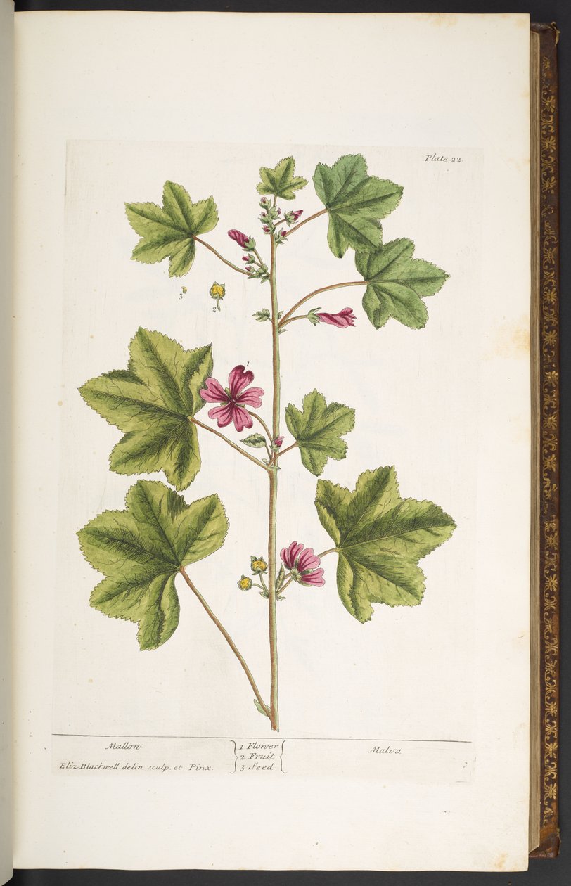 Tallerken 22, Mallon, fra 