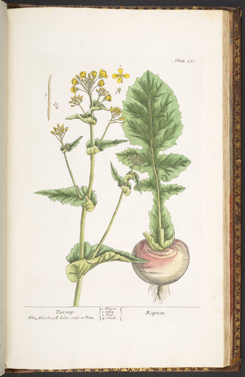 Tallerken 231, fra 