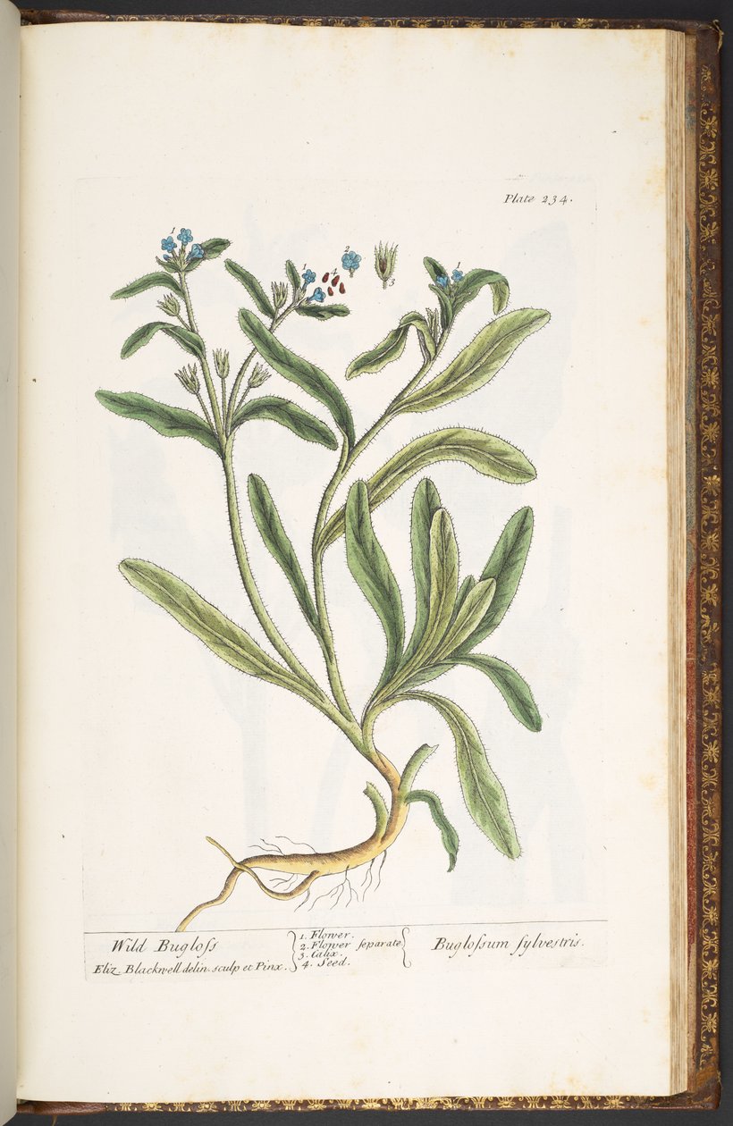 Tallerken 234, fra 