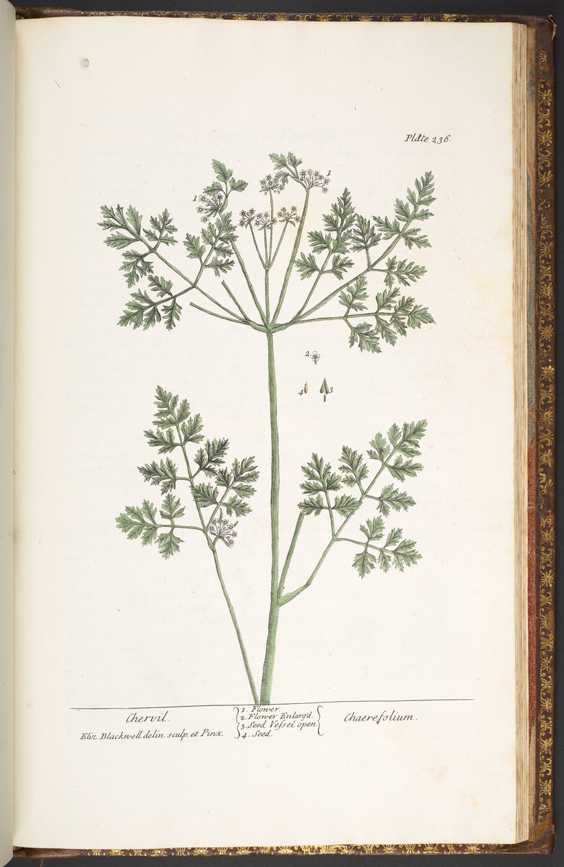 Plăcuța 236, cervil, de la „A Curious Herbal”norwegian av Elizabeth Blackwell