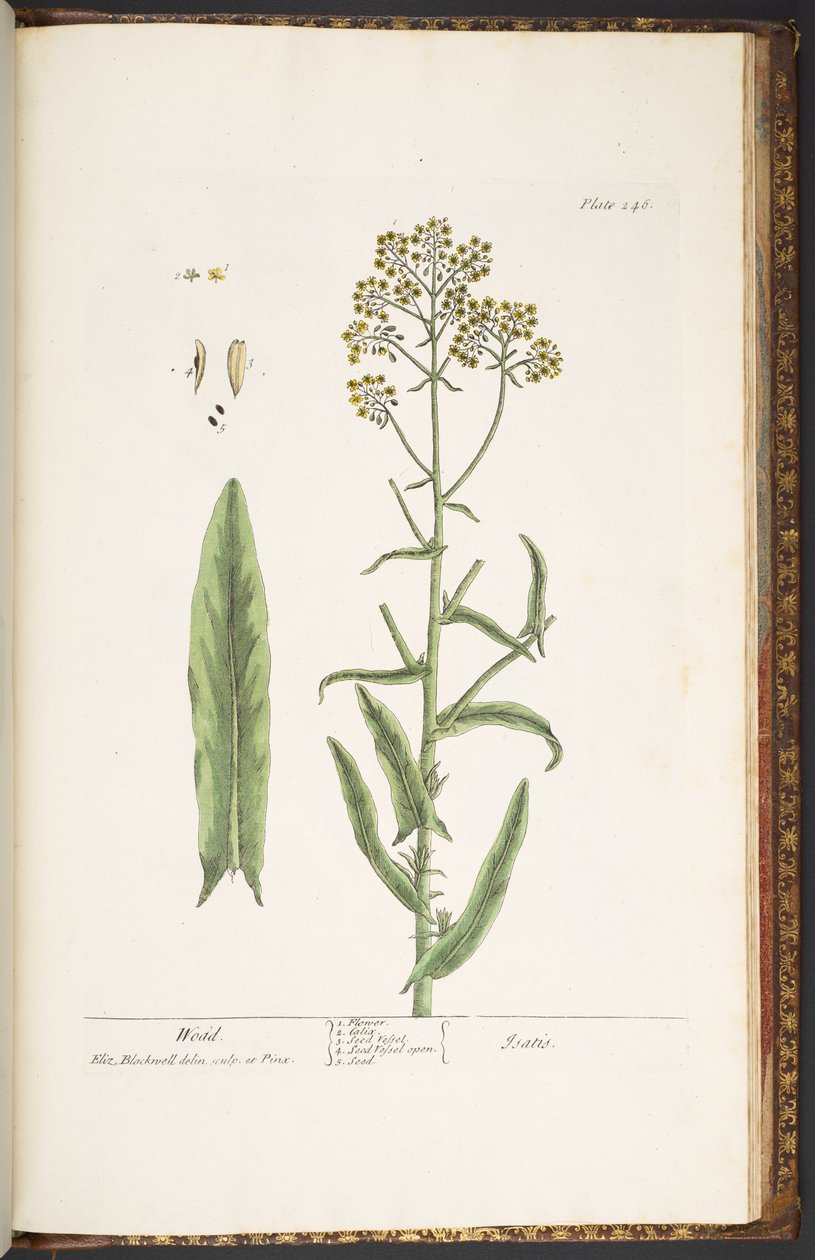 Tallerken 246, Wodd, fra 'A Curious Herbal' av Elizabeth Blackwell