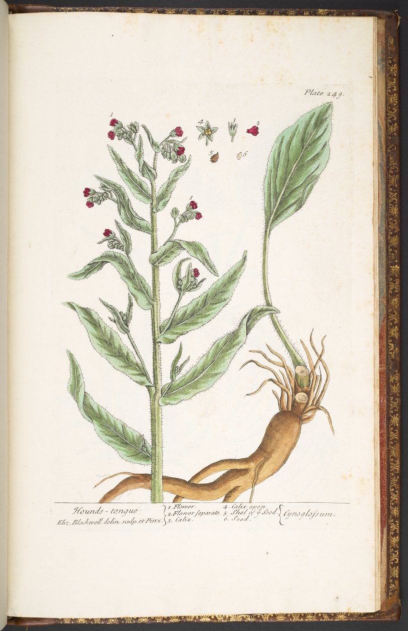 Tallerken 249, fra 'A Curious Herbal' av Elizabeth Blackwell