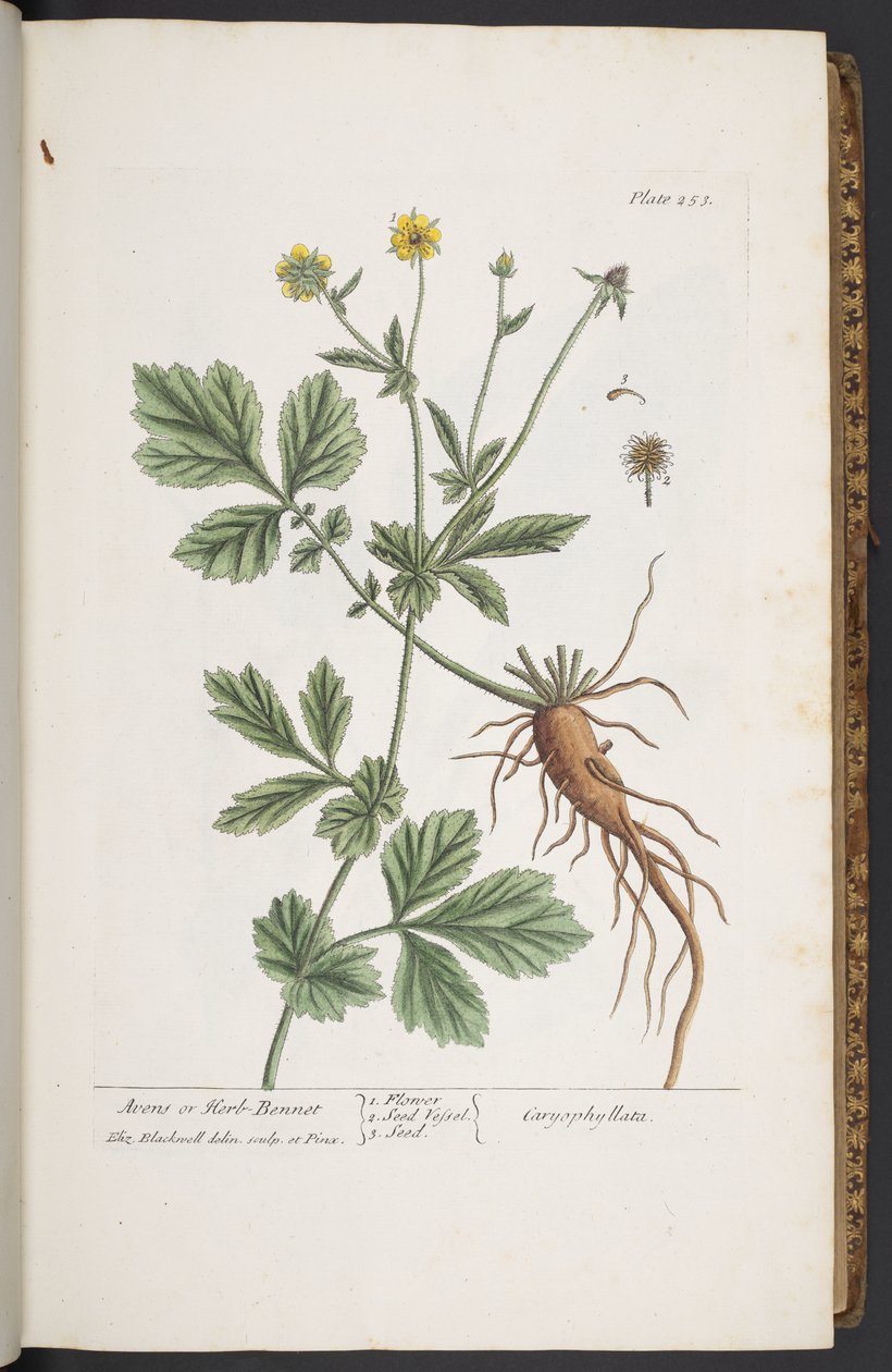Tallerken 253, fra 