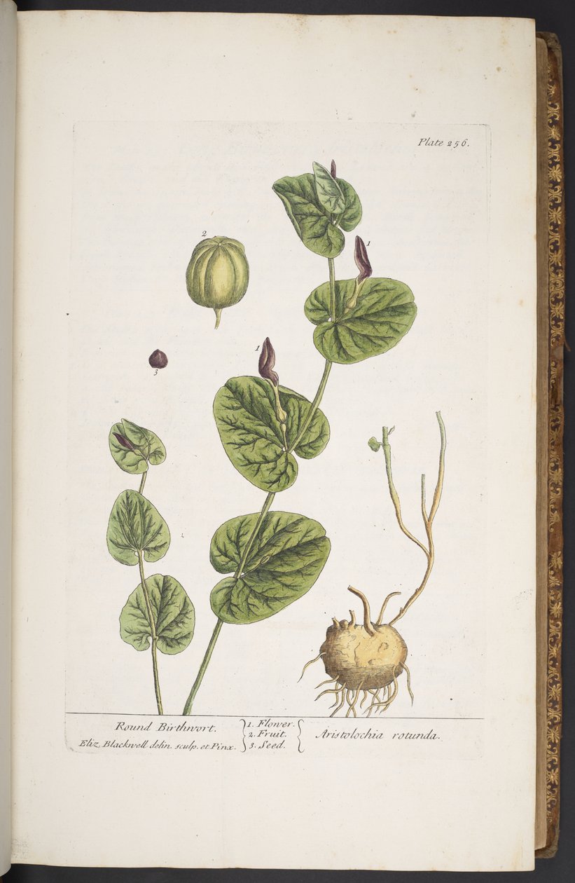 Tallerken 256, fra 