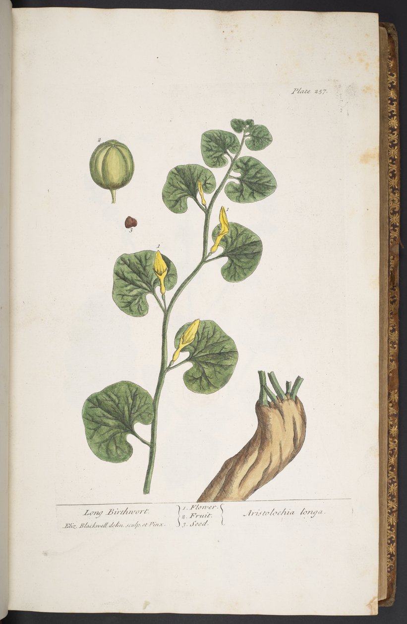Tallerken 257, fra 