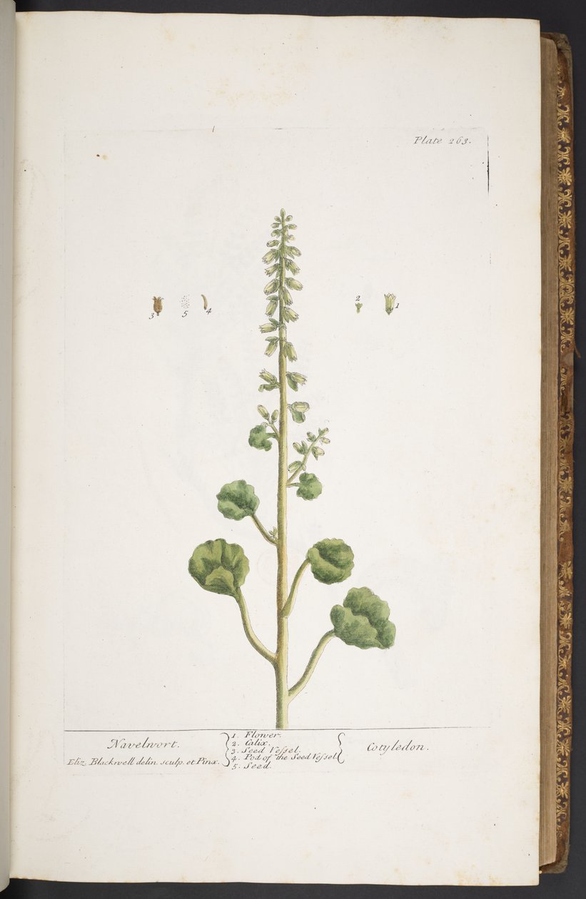 Tallerken 263, fra 