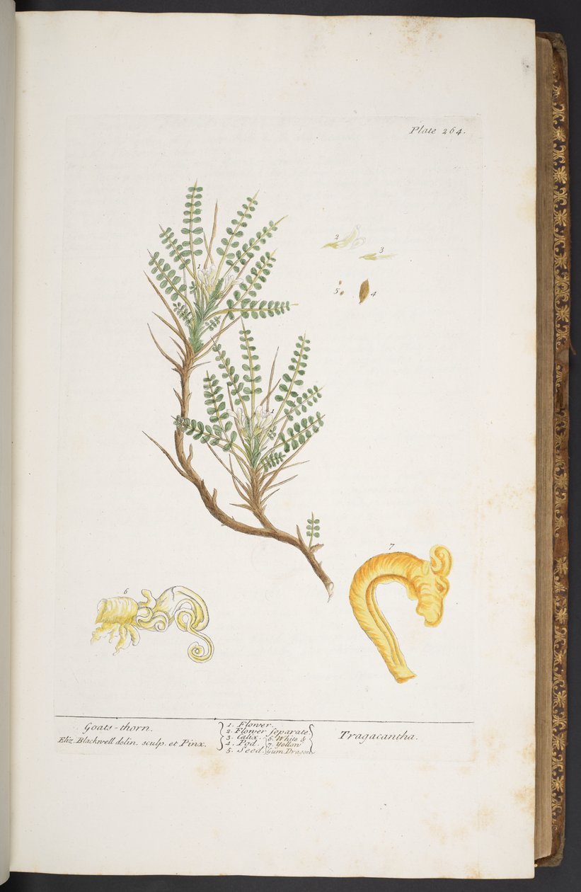 Tallerken 264, fra 