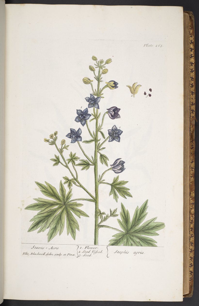 Tallerken 265, fra 