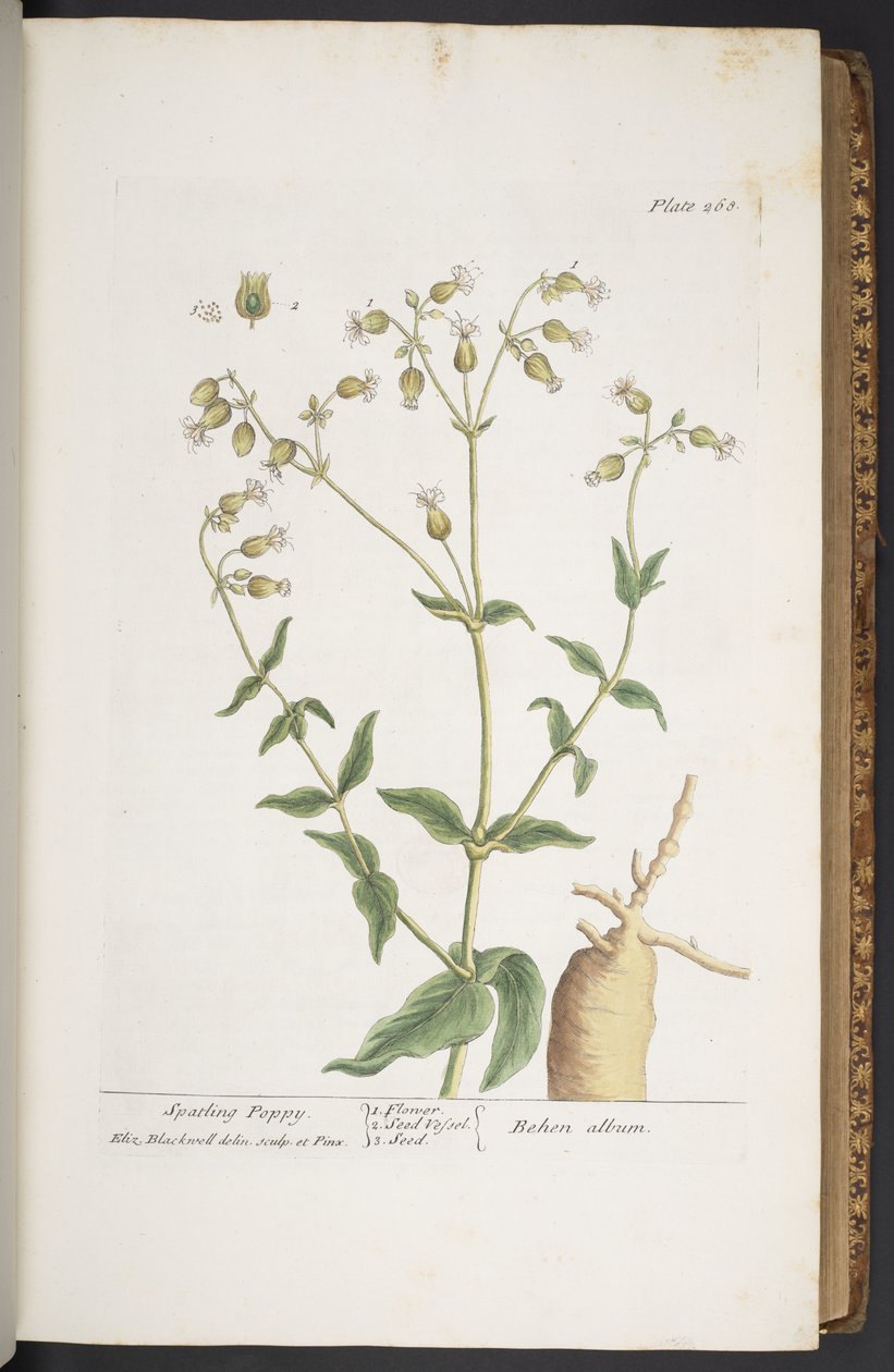 Tallerken 268, fra 