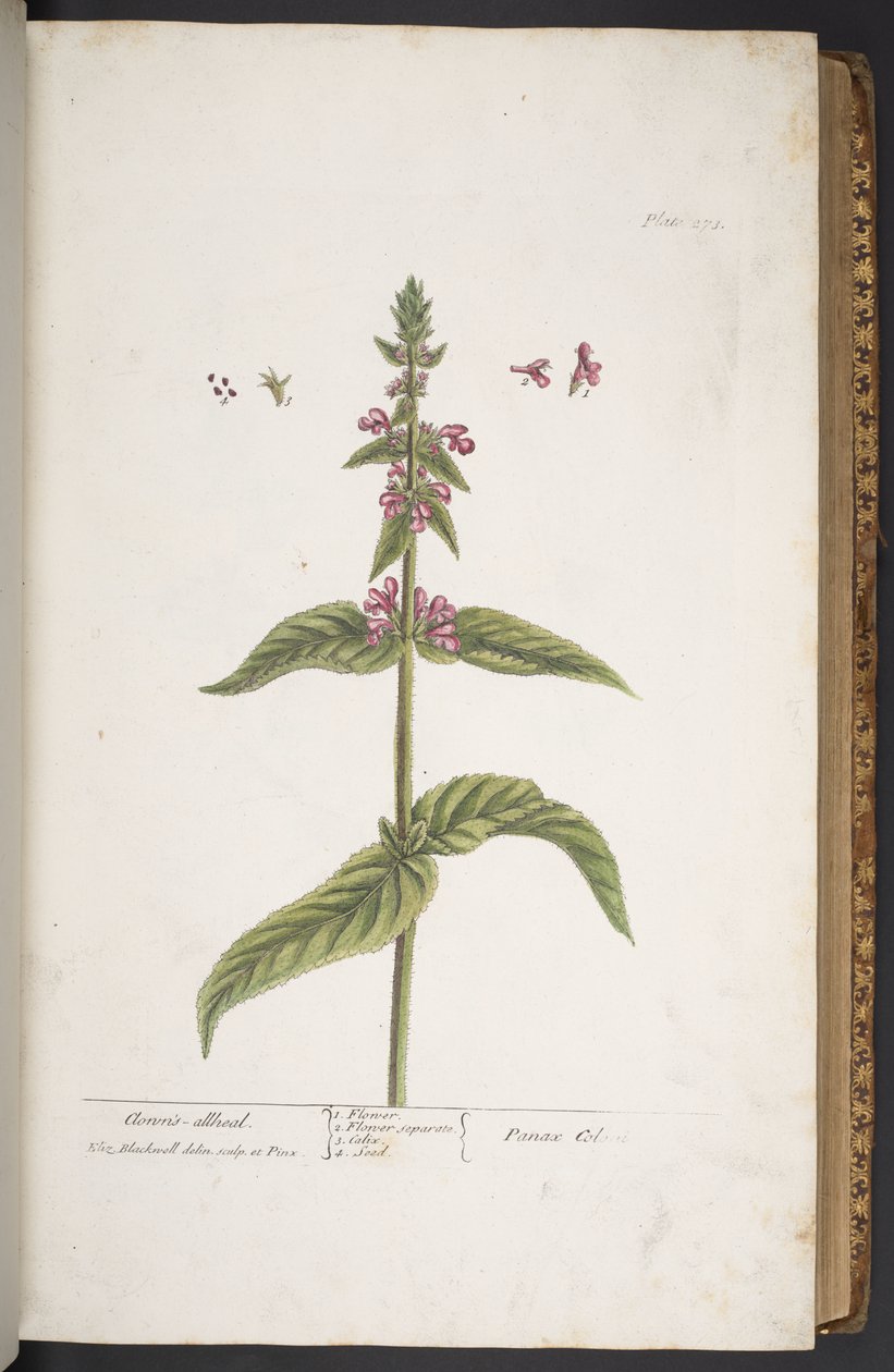 Tallerken 273, fra 