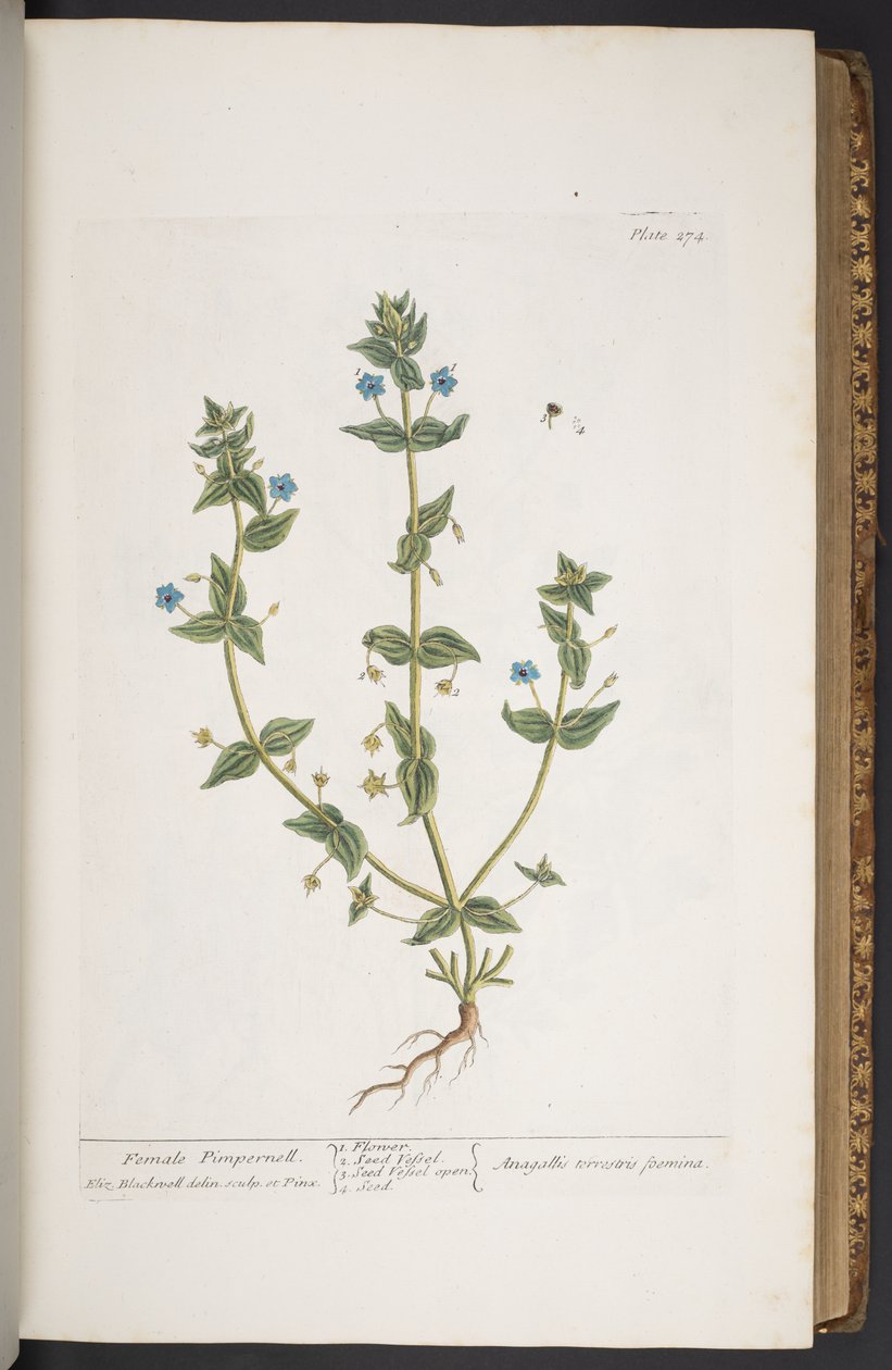 Tallerken 274, fra 