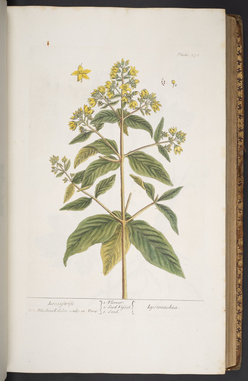 Tallerken 278, fra 'A Curious Herbal' av Elizabeth Blackwell