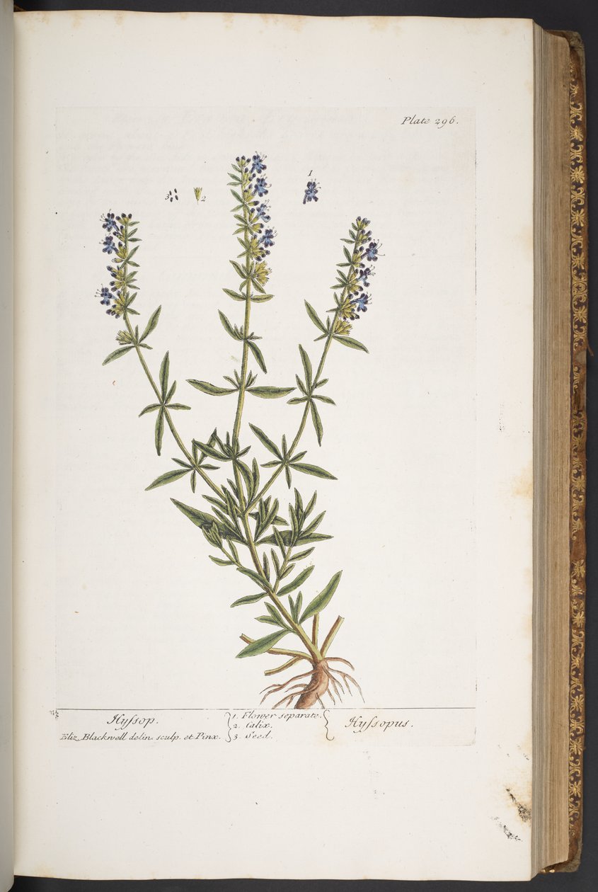 Tallerken 296, fra 'A Curious Herbal' av Elizabeth Blackwell