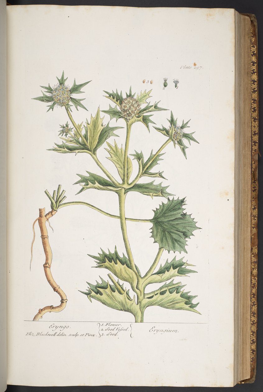 Tallerken 297, Eryngo, fra 