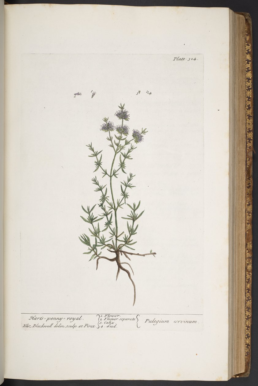 Tallerken 304, fra 