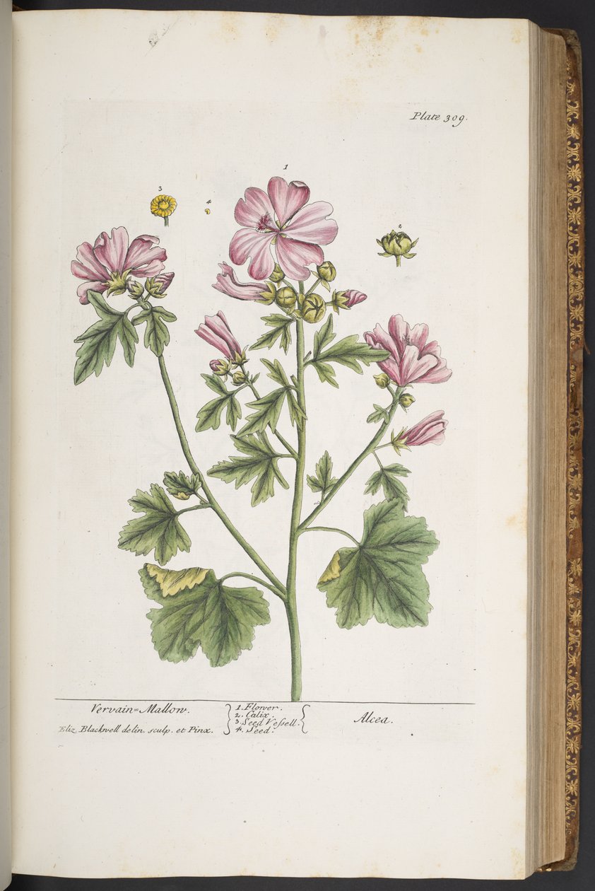 Tallerken 309, fra 