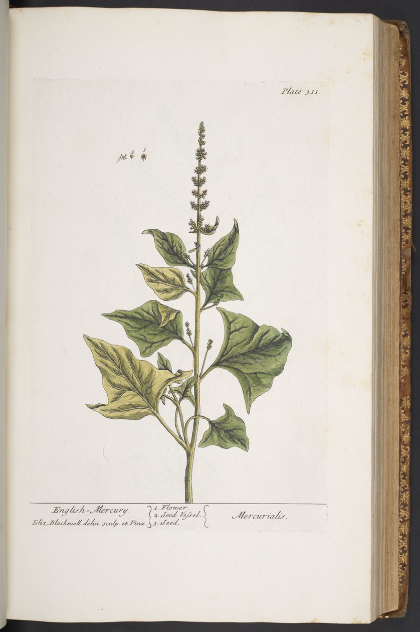 Tallerken 311, fra 