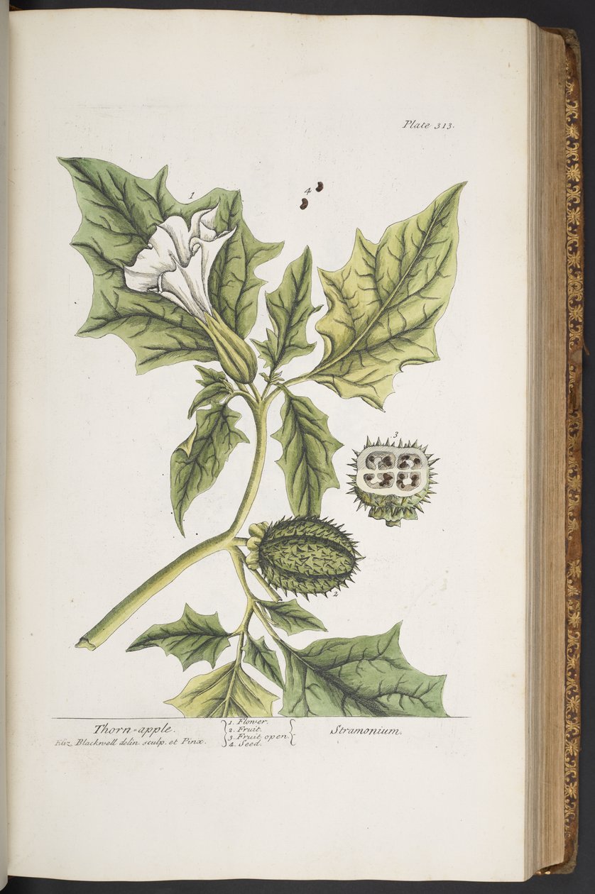 Tallerken 313, fra 