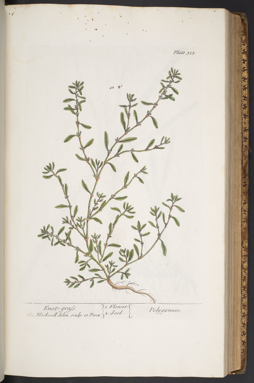 Tallerken 315, fra 'A Curious Herbal' av Elizabeth Blackwell