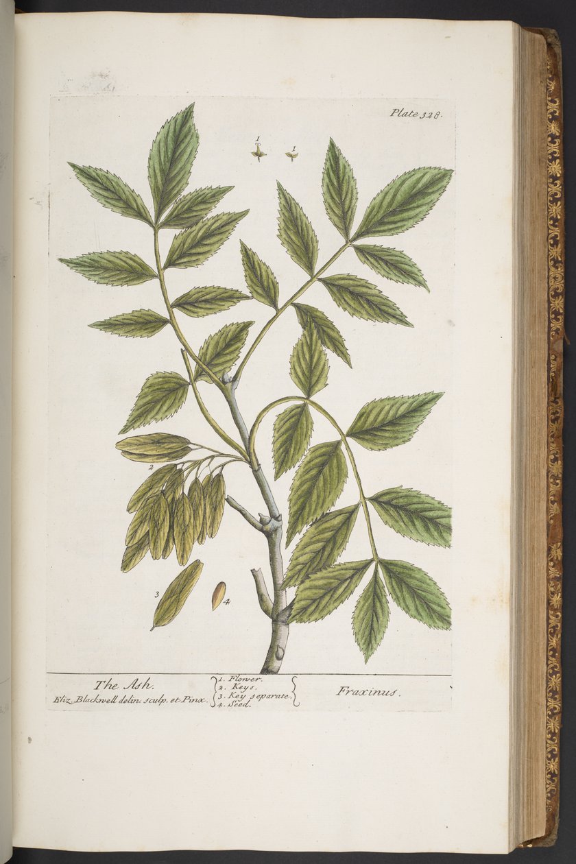 Tallerken 328, fra 