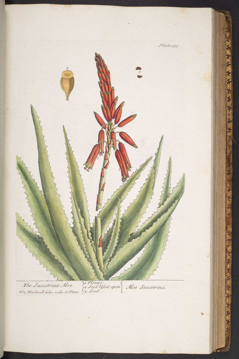 Tallerken 333, fra 