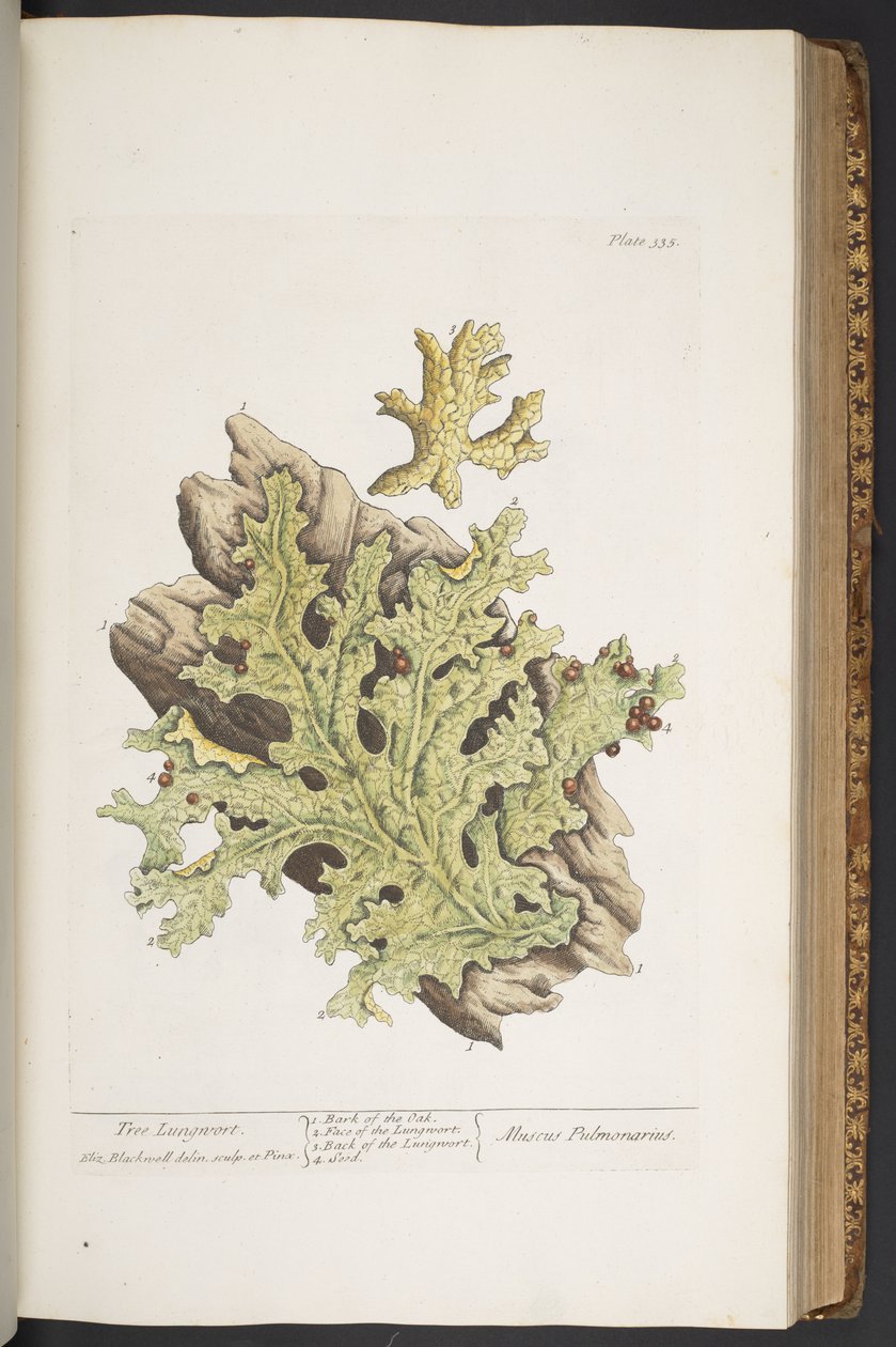 Tallerken 335, fra 