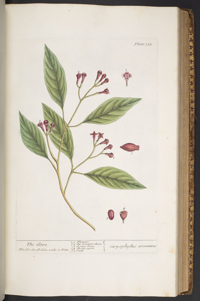 Tallerken 338, fra 'A Curious Herbal' av Elizabeth Blackwell
