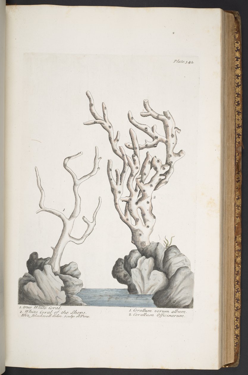 Tallerken 342, fra 