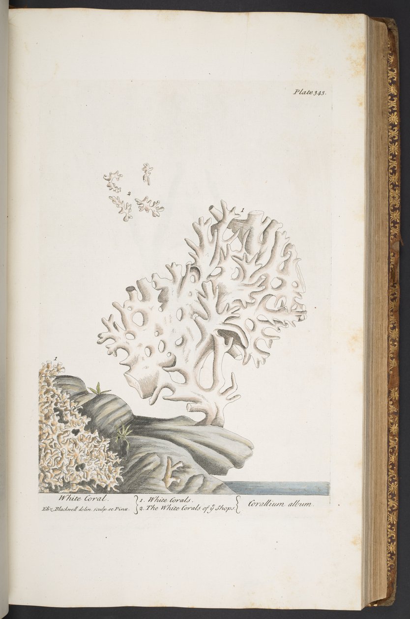 Tallerken 343, fra 