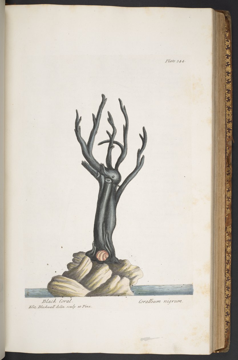 Tallerken 344, fra 