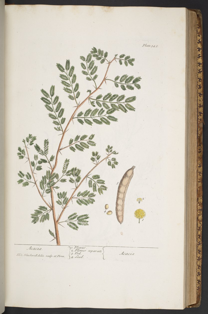 Tallerken 345, fra 