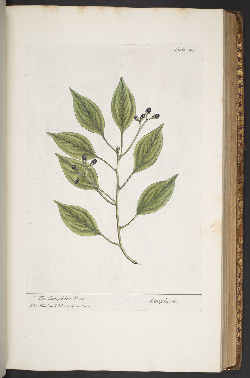 Tallerken 347, fra 'A Curious Herbal' av Elizabeth Blackwell