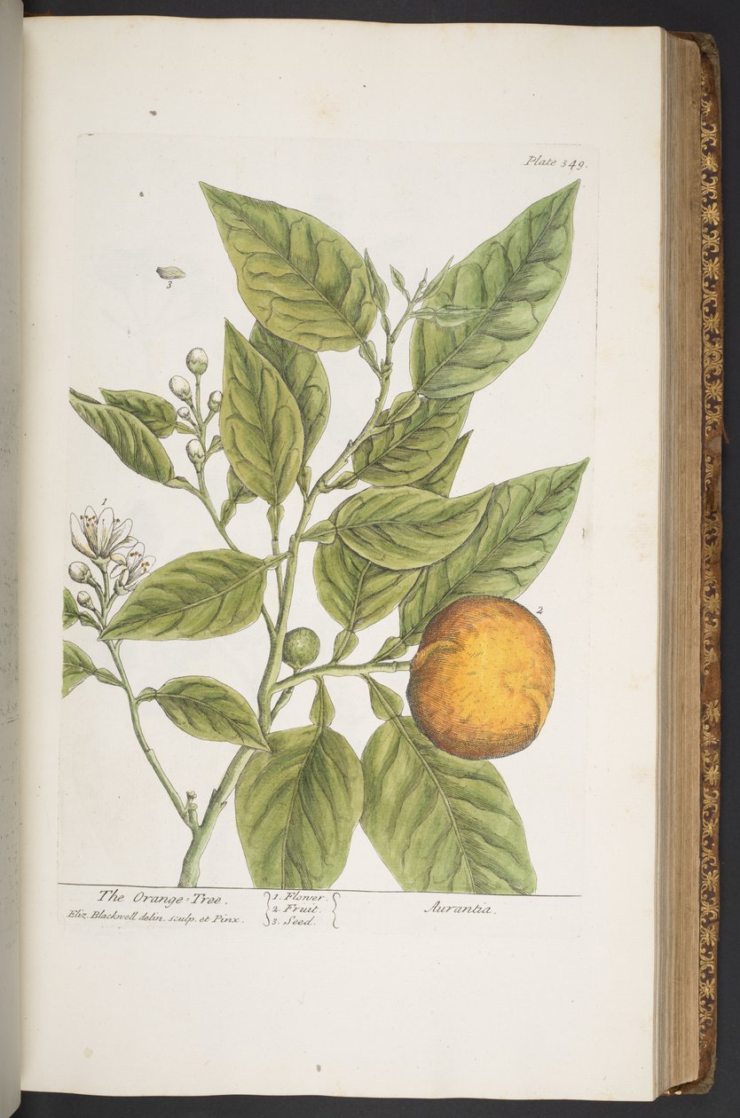 Tallerken 349, fra 