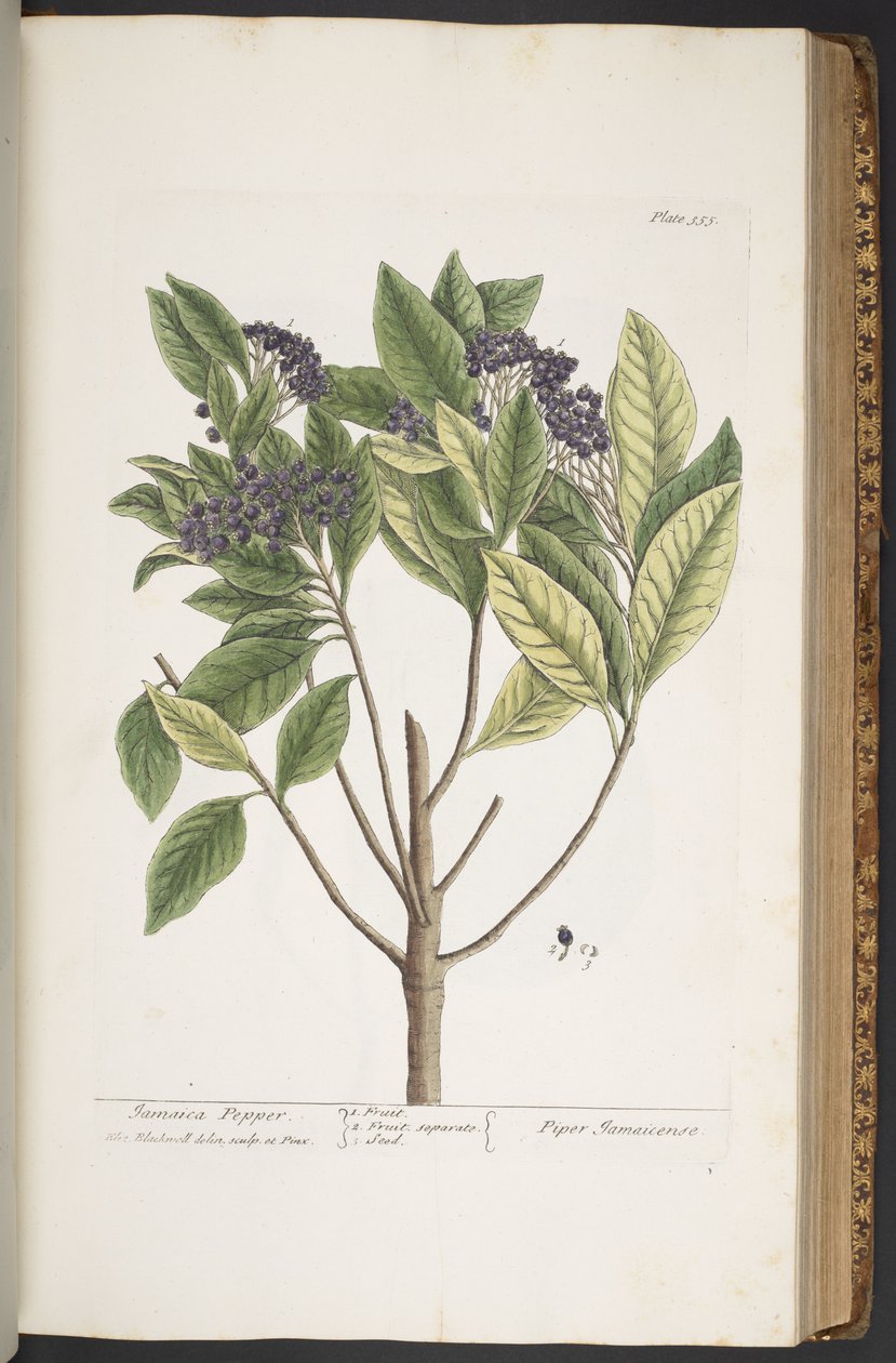 Tallerken 355, fra 