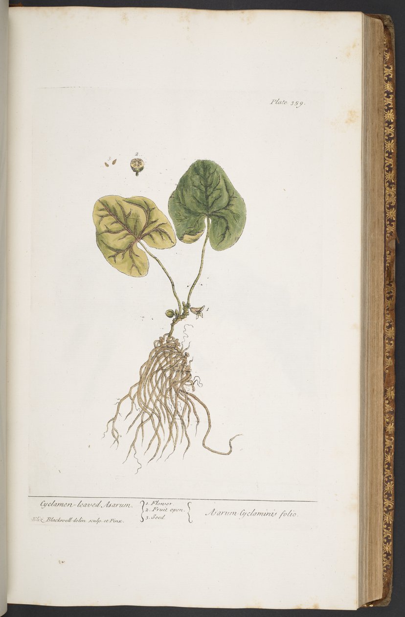 Tallerken 359, fra 
