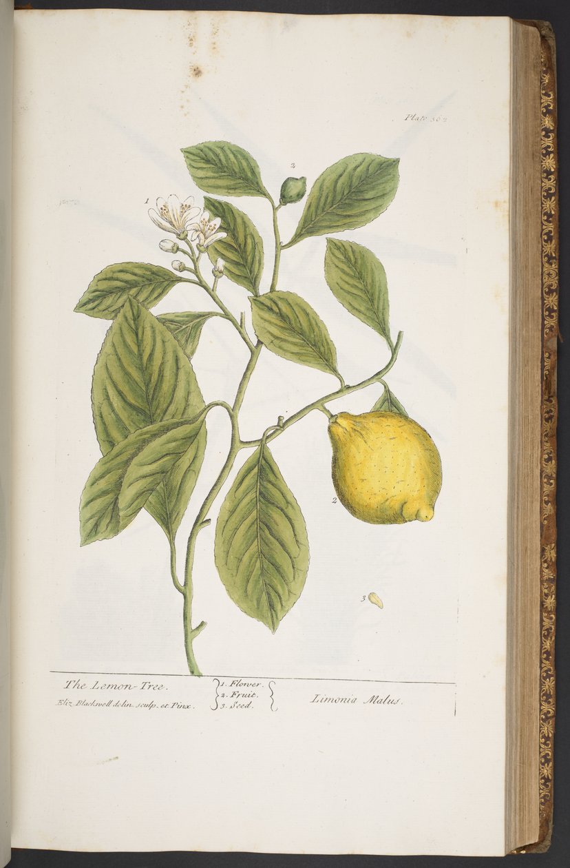 Tallerken 362, fra 