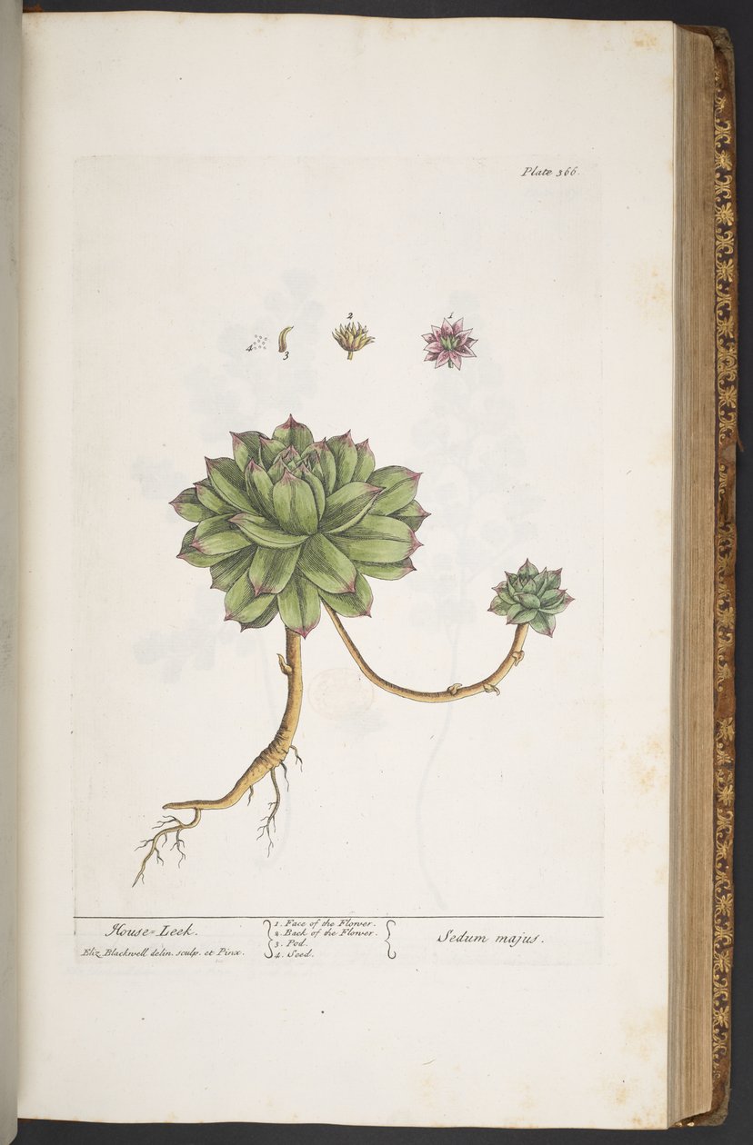 Tallerken 366, fra 'A Curious Herbal' av Elizabeth Blackwell