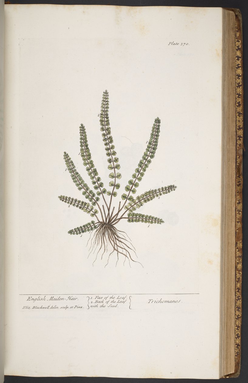 Tallerken 370, fra 