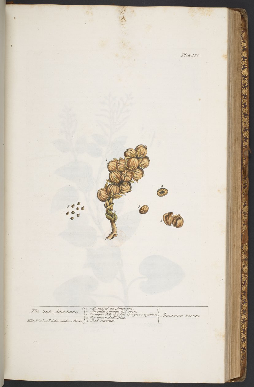 Tallerken 371, fra 