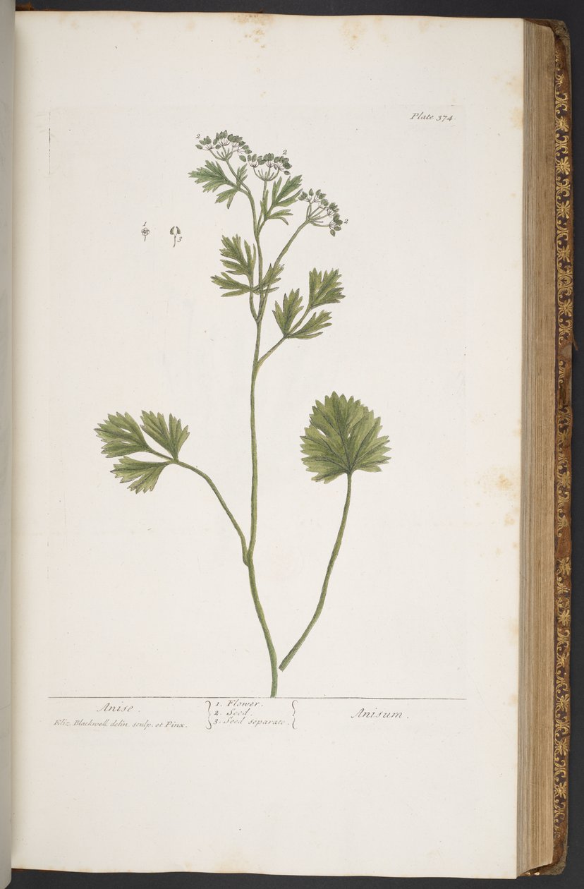 Tallerken 374, fra 'A Curious Herbal' av Elizabeth Blackwell