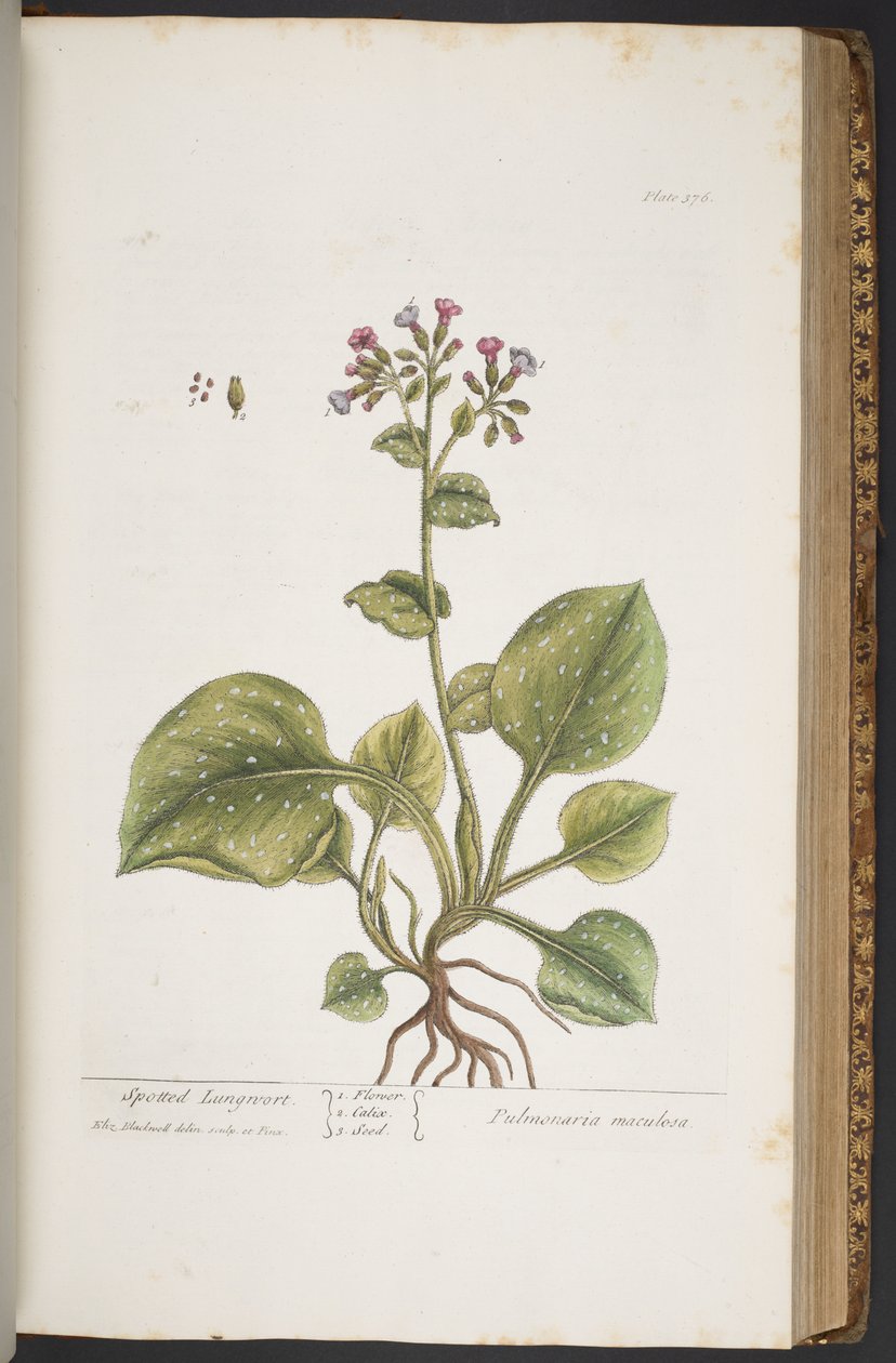 Tallerken 376, fra 