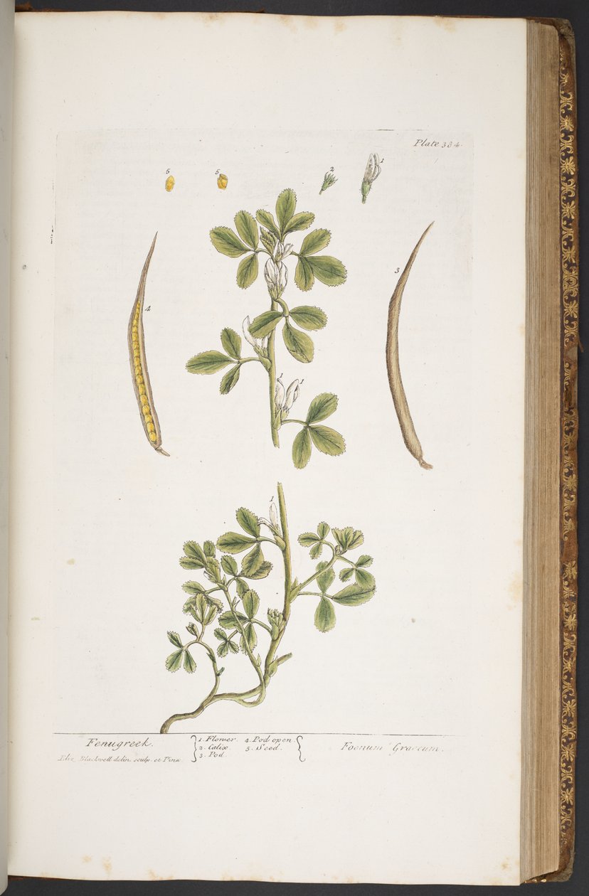 Tallerken 384, fra 