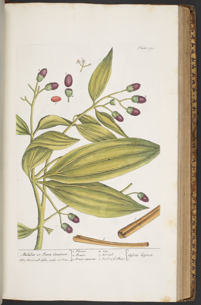 Tallerken 391, fra 
