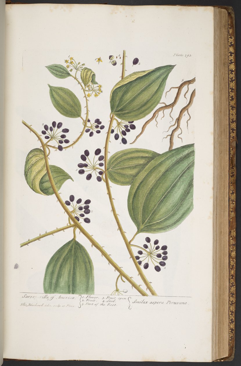 Tallerken 393, fra 