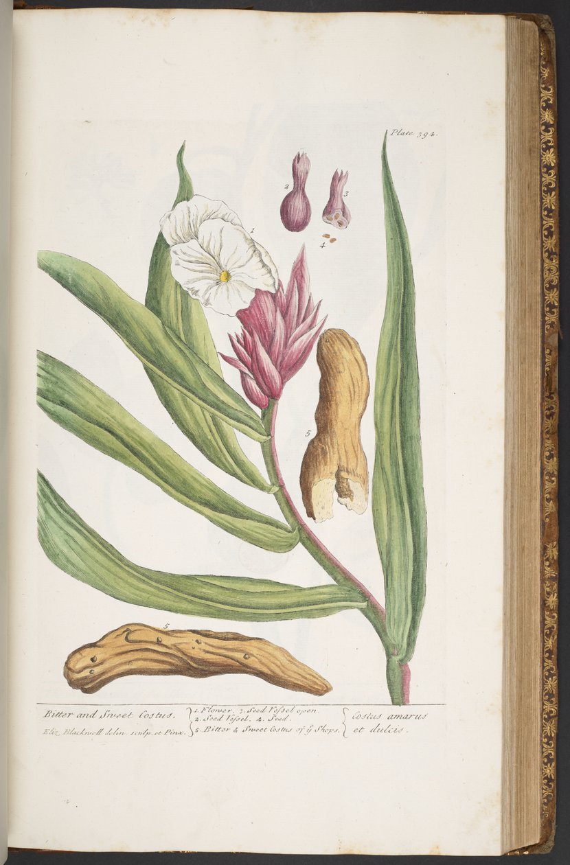 Tallerken 394, fra 