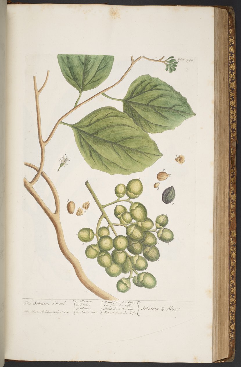 Tallerken 398, fra 